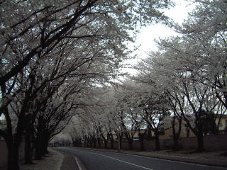 Cherry Blossoms 2.