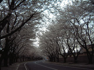 Cherry Blossoms 3.