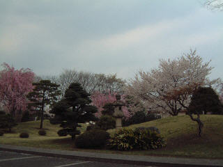 Cherry Blossoms 4.