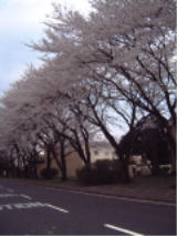 Cherry Blossoms 5.