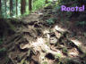 Tree roots acrost the path.